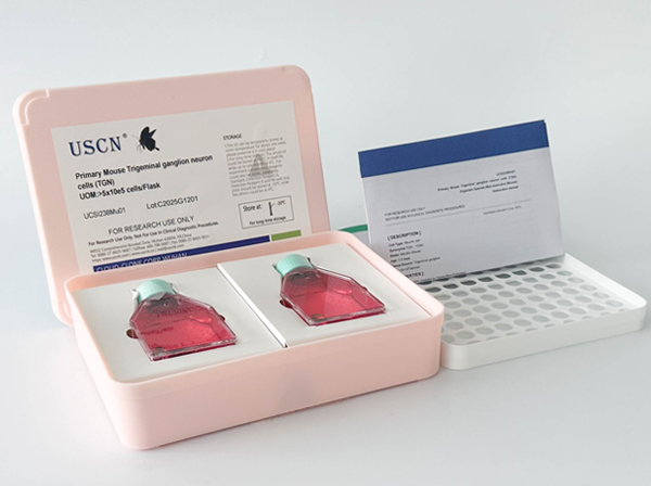 兔坐骨神經(jīng)周圍成纖維細(xì)胞( PSNC)原代細(xì)胞